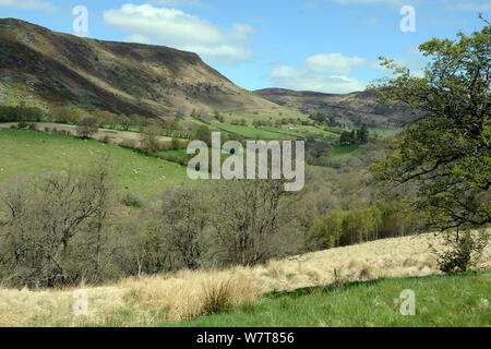 Landscape at Gilfach Farm Nature Reserve, Radnorshire Wildlife Trust St. Harmon, Rhayader / Rhaeadr Gwy, Powys, Wales, May. Stock Photo