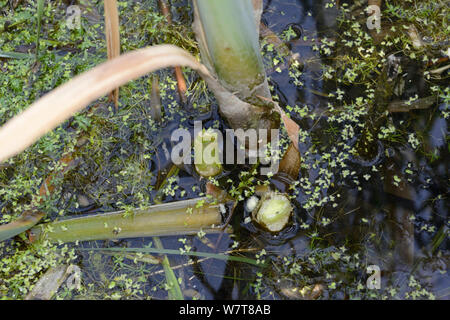 Water Vole (Arvicola terrestris) feeding signs with gnawed base of Bulrush (Typha latifolia), Kent, England, June. Stock Photo