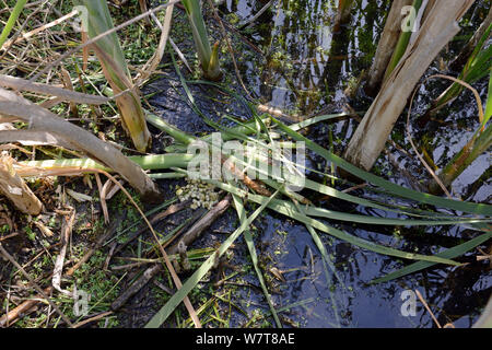 Water Vole (Arvicola terrestris) feeding area with shredded Bulrush (Typha latifolia), Kent, England, June. Stock Photo