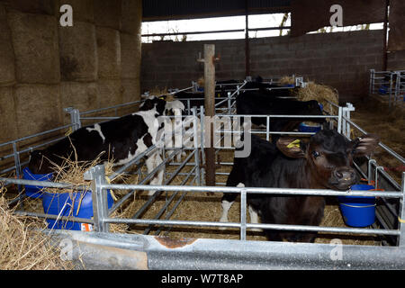 Three week old crossbred calves in barn pens, being raised for beef production, Herefordshire,  England, UK, April 2013. Stock Photo
