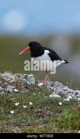 Oystercatcher (Haematopus ostralegus) walking over its breeding territory. Porsanger fjord, Finmark, Norway, June. Stock Photo