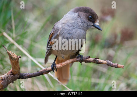 Siberian Jay (Perisoreus infaustus) inquisitely looking out for food from a dead branch. Inari, Laponia, Finland, May. Stock Photo