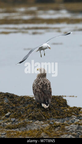 Juvenile White-tailed Eagle (Haliaeetus albicilla) being dive-bombed by a Common Gull (Larus canus) Varanger shore, Finmark, Norway, June. Stock Photo