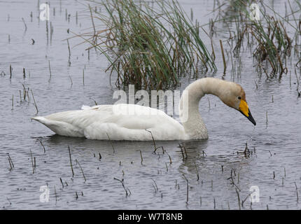 Whooper Swan (Cygnus cygnus) swimming through reeds and feeding. Varanger interior, Finmark, Norway, June. Stock Photo