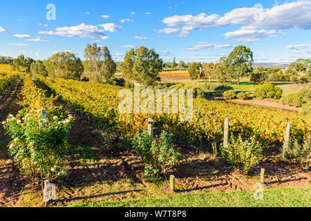 Autumn grapevines at Sittella Winery in the Swan Valley wine region of Western Australia, Australia Stock Photo