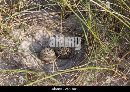 Eurasian oystercatcher (Haematopus ostralegus) nest with two eggs in the dunes of 'Uthorn' Nature Reserve, List, Island of Sylt, Wadden Sea National Park, UNESCO World Heritage Site, Germany, June. Stock Photo