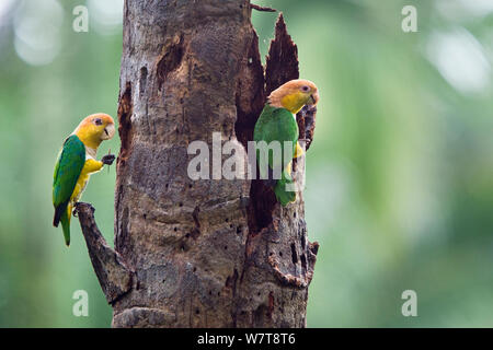 White-bellied Parrots (Pionites leucogaster xanthomeria) at tree hollow, in rainforest, Tambopata National Reserve, Peru, South America. Stock Photo