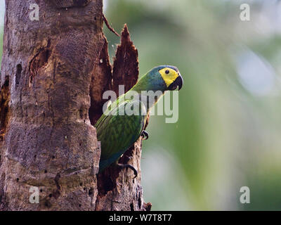 Red-bellied Macaw (Orthopsittaca manilata) in tree trunk, Tambopata National Reserve, Peru, South America. Stock Photo