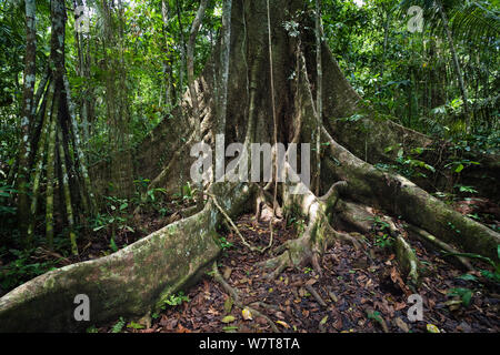 South America, buttress root in Amazon rainforest Stock Photo: 35888876 ...