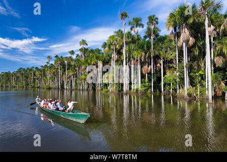 Tourist boat and Mauriti Palm Trees (Mauritia flexuosa) at Sandoval Lake, Tambopata National Reserve, Peru, South America. Stock Photo