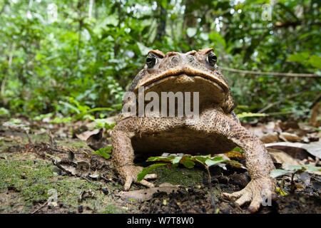 Marine Toad (Rhinella marinus) in rainforest at Tambopata river, Tambopata National Reserve, Peru, South America. Stock Photo