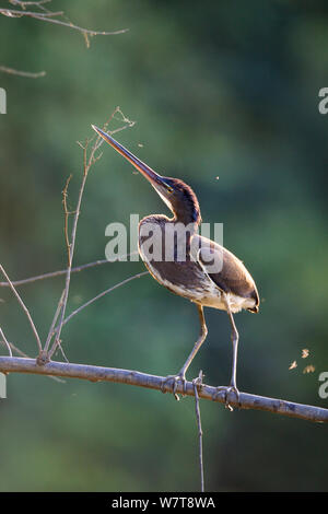 Agami Heron (Agamia agami) on branch at Sandoval Lake,  Tambopata National Reserve, Peru, South America. Stock Photo