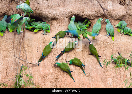 Mealy Amazons (Amazona farinosa farinosa) and Chestnut-fronted Macaws (Ara severa) at clay lick, Tambopata National Reserve, Peru, South America. Stock Photo