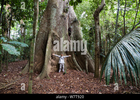 Giant tree with buttress roots and man standing with outstretched arms for scale, in the rainforest at Tambopata river, Tambopata National Reserve, Peru, South America. Stock Photo