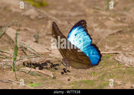 Menelaus Blue Morpho (Morpho menelaus) puddling at dead insect bodies, butterfly in rainforest, Tambopata Reserve, Peru, South America. Stock Photo