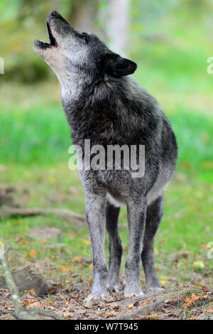 Male Timber wolf howling (Canis lupus ssp. occidentalis) captive, Domaine de Sainte Croix, Rhodes, France, September. Stock Photo