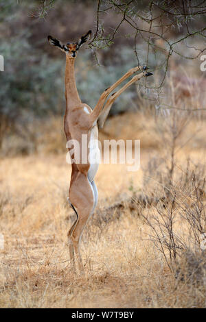 Female Gerenuk (Litocranius walleri) standing on hind legs browsing on acacia trees, Samburu National Reserve, Kenya, Africa. Stock Photo