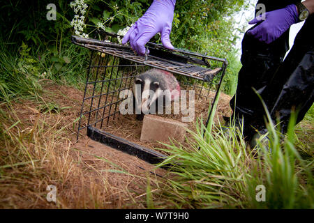 Badger (Meles meles) released after being given bovine TB vaccine by Wildlife Trust in south Cheshire. Rock is used to bury peanuts used for attracting badger to live traps. May, 2013. Stock Photo