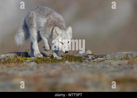 Arctic Fox (Alopex / Vulpes lagopus) searching for food/prey, during moult from grey summer fur to winter white. Dovrefjell National Park, Norway, September. Stock Photo