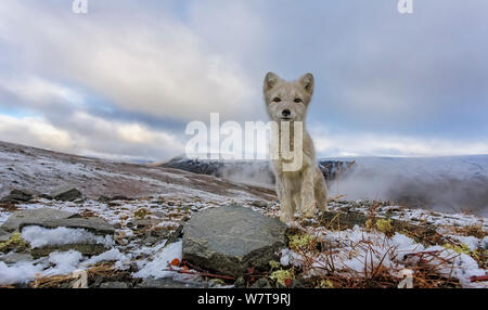 Curious Arctic Fox (Alopex / Vulpes lagopus) wide angle portrait. Dovrefjell National Park, Norway, September. Stock Photo