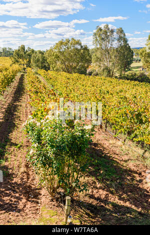 Autumn grapevines at Sittella Winery in the Swan Valley wine region of Western Australia, Australia Stock Photo