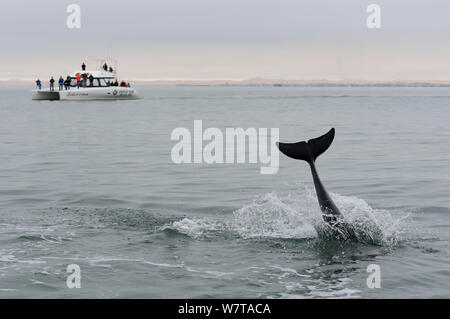 Bottlenose dolphin (Tursiops truncatus) diving in front of a catamaran in the Walvis Bay Lagoon, Namibia, September 2013. Stock Photo