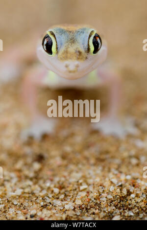 Web-footed gecko (Pachydactylus rangei) portrait, endemic species. Dorob National Park, Namibia. Stock Photo