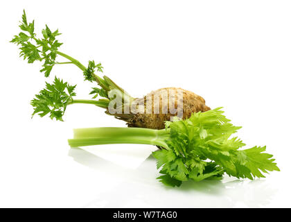 Fresh celeriac root with celery stalks isolated Stock Photo