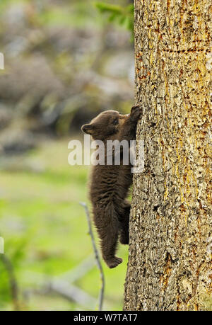 Cinnamon bear, subspecies of black bear (Ursus americanus cinnamomum) cub climbing tree, Yellowstone National Park, Wyoming, USA, May. Stock Photo