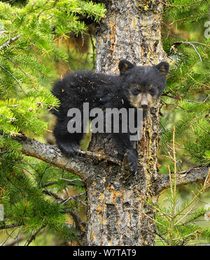 Cinnamon bear, subspecies of black bear (Ursus americanus cinnamomum) cub in tree. Yellowstone National Park, Wyoming, USA, May. Stock Photo