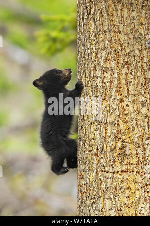 Cinnamon bear, subspecies of black bear (Ursus americanus cinnamomum) cub climbing tree, Yellowstone National Park, Wyoming, USA, May. Stock Photo