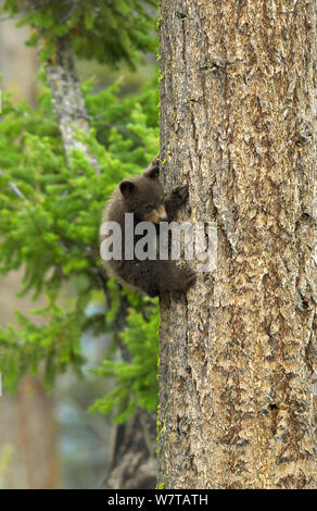 Cinnamon bear, subspecies of black bear (Ursus americanus cinnamomum) cub climbing tree, Yellowstone National Park, Wyoming, USA, May. Stock Photo