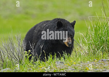 Cinnamon bear, subspecies of black bear (Ursus americanus cinnamomum) Yellowstone National Park, Wyoming, USA, June. Stock Photo