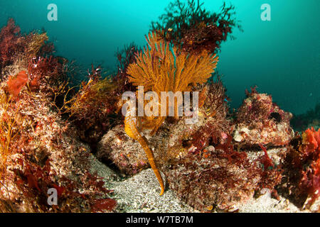 Pacific seahorse (Hippocampus ingens) in colorful reef in Galapagos Islands. Vulnerable species. Stock Photo
