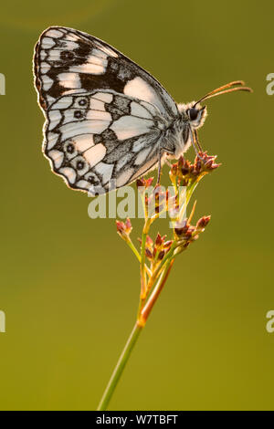 Marbled white butterfly (Melanargia galathea) resting on reed, Devon, UK, July. Stock Photo