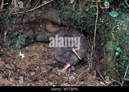 Okarito Brown Kiwi (Apteryx rowi) two week chick &#39;J&#39; with transmitter emerging from burrow. Okarito Forest, Westland, South Island, New Zealand, endemic. Stock Photo