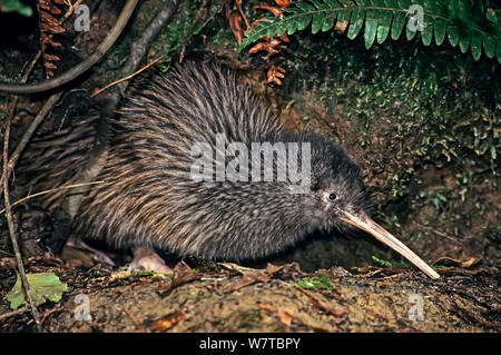 Okarito Brown Kiwi (Apteryx rowi) male known as &#39;Ivory&#39; just emerging from burrow at dusk. Okarito Forest, Westland, South Island, New Zealand. Endemic. Stock Photo