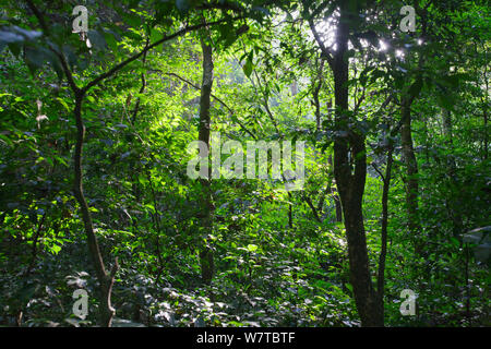 Semi-deciduous tropical rainforest, Budongo Forest Reserve, Uganda. Stock Photo