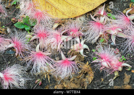 Powder-puff tree (Barringtonia racemosa) fallen flowers on ground underneath tree. Eden Project, Cornwall, England, UK, July. Stock Photo