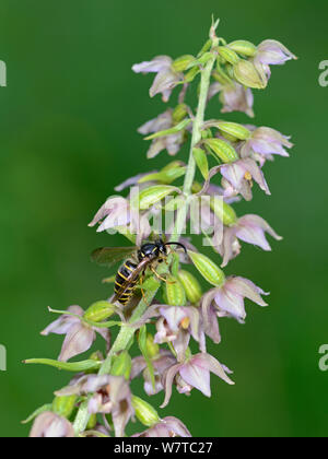 Parasitic Wasp (Dolichovespula adulterina) on Broad Leaved Helleborine Orchid (Epipactis helleborine) Surrey, England, UK, August. Stock Photo