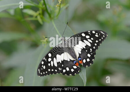 Citrus Swallowtail butterfly (Papilio demodocus) butterfly Farm, Devon, England, UK, July. Stock Photo