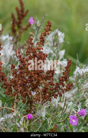 Dock (Rumex sp) seeds in autumn, and Greater Willowherb (Epilobium hirsutum) Surrey, England, UK, September. Stock Photo