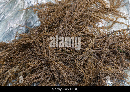 Japanese wireweed (Sargassum muticum) alien species from Japan, Devon, England, UK, July. Stock Photo