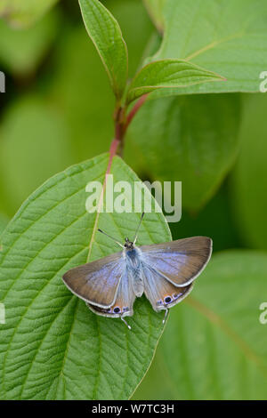 Long-Tailed Blue Butterfly (Lampides boeticus) captive specimen. Stock Photo