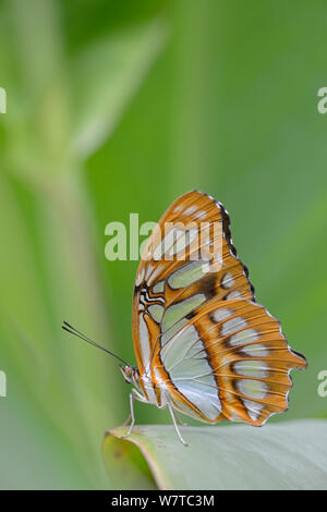 Malachite Butterfly (Siproeta stelenes) at a butterfly farm, native to Latin America. Stock Photo