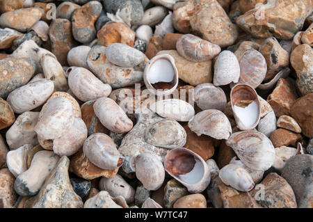 Slipper Limpet (Crepidula fornicata) shells on beach. Whitstable, Kent, England, UK, August. Stock Photo
