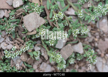 Strapwort (Corrigiola litoralis) one of the UK&#39;s rarest plants, Slapton, Devon, England, England, July. Stock Photo