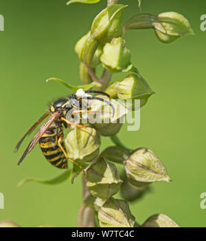 Wasp (Vespula sp) pollinating Broad Leaved Helleborine Orchid (Epipactis hellebore) with pollinia on head, Surrey, England, UK, August. Stock Photo