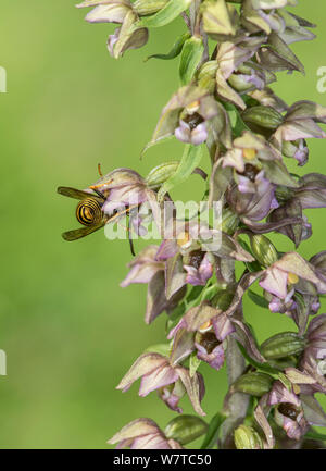 Wasp (Vespula sp) pollinating Broad Leaved Helleborine Orchid (Epipactis hellebore) Surrey, England, UK, August. Stock Photo