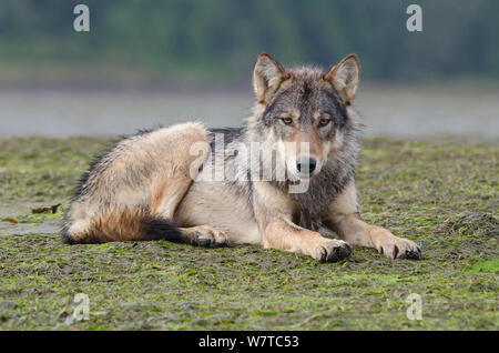 Vancouver Island Grey wolf (Canis lupus crassodon) alpha female, Vancouver Island, British Columbia, Canada. Stock Photo